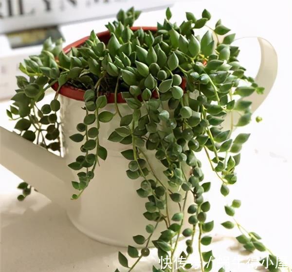 玉露|适合7月养的多肉植物,皮实好养颜值高,喜欢别犹豫,适合新手