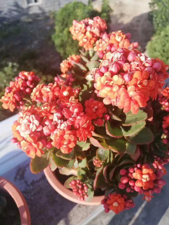 植物|冬天养长寿花要注意避免的“四怕”,不然很容易不开花