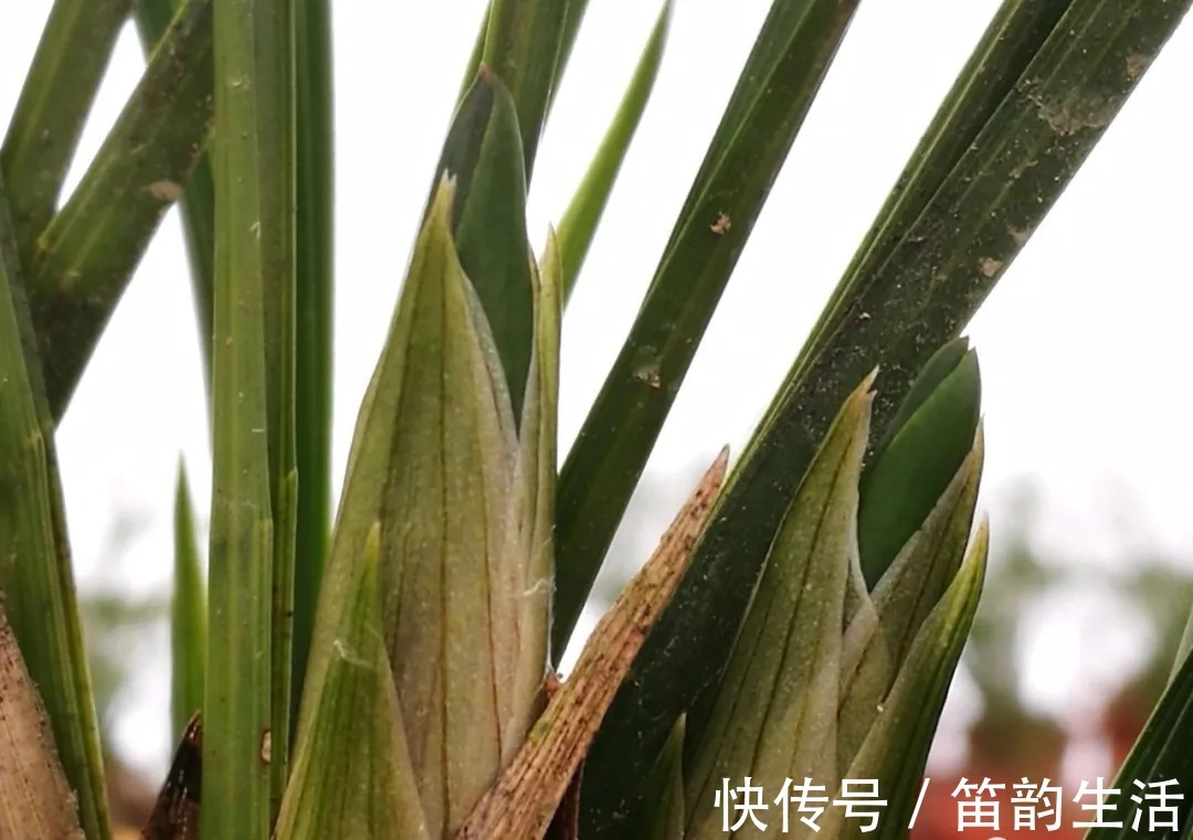 孕蕾|夏天太热,养兰花如果犯一个错,可能导致难孕蕾、不开花