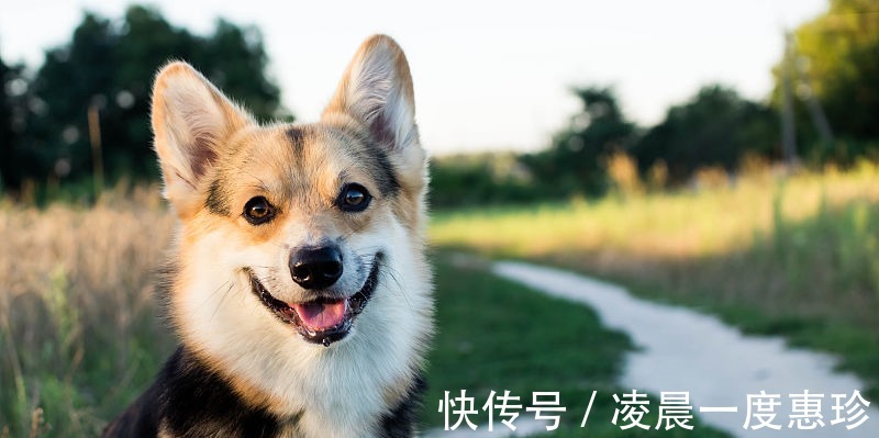 运势|生肖狗，9月运势飙悍，财神驾到