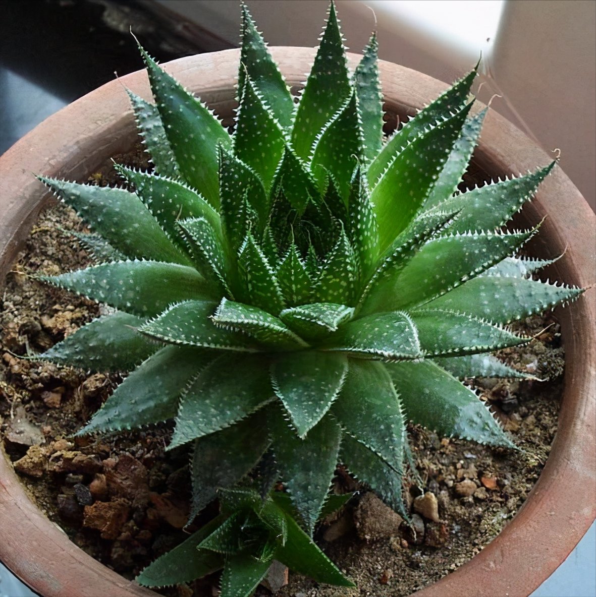 7种“漂亮花”，公认的好养，颜值高很精致，一个月不浇水也没事