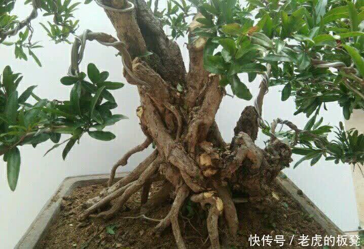 盆栽|栀子花花期要到了,做好3点,花苞多,花朵大又香