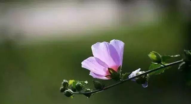 最适合家人养的四种花,健康长寿又养心!