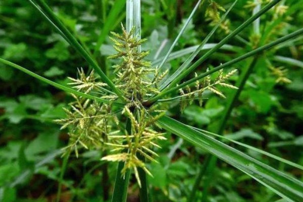 野生|它叫香附子,常被乡下人“嫌弃”,却不知是珍贵野生草药