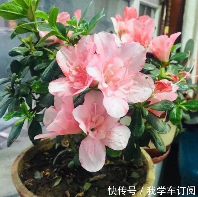 花切|养花时注意,这4种花切不可用大花盆,越小越好,长得旺盛有气质!