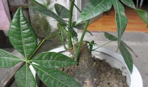 吊兰|4种植物最适合懒养,十天半个月不用浇水,照样长势旺