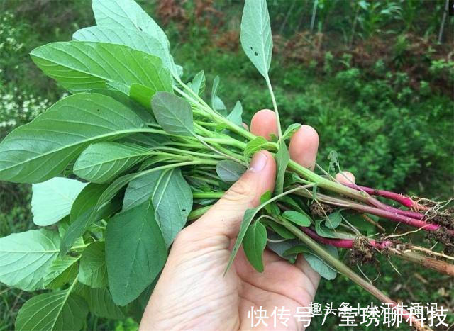 农村|农村一种会“流血”的野菜,钙、铁含量极高,治肠炎,提高免疫力