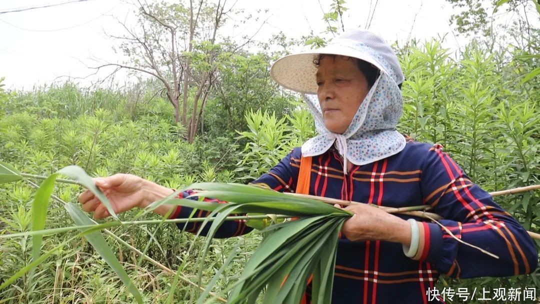 芦苇叶|浦东宁的粽子用什么包的？为什么独爱三角粽？来听民俗专家怎么说