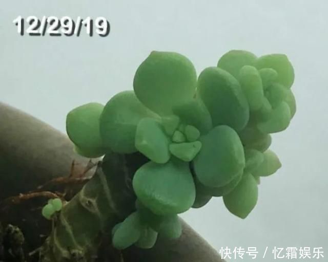 快枯死的绿植在大神手下起死回生,对比图超治愈又励志哇