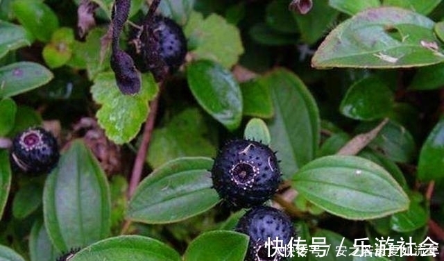 泡酒|农村这种野果，以前的人们拿来泡酒，其实它还是一种很好的药材