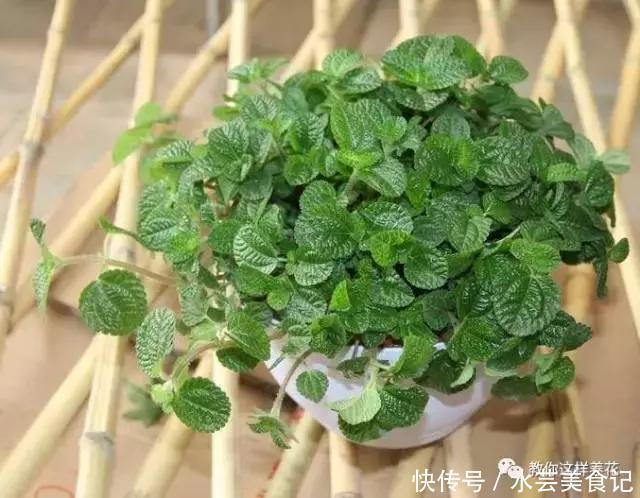 这6种花是“天然净化器”,家中养1盆,潜伏的甲醛也会吸干净!
