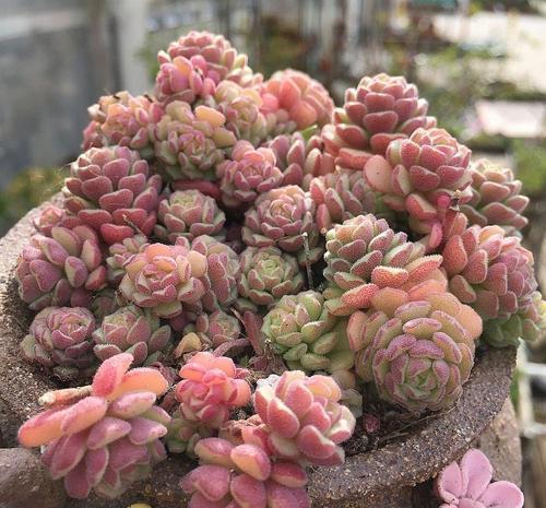 养护|4种清新喜人的多肉植物,颜值高好养护,适合女生养!