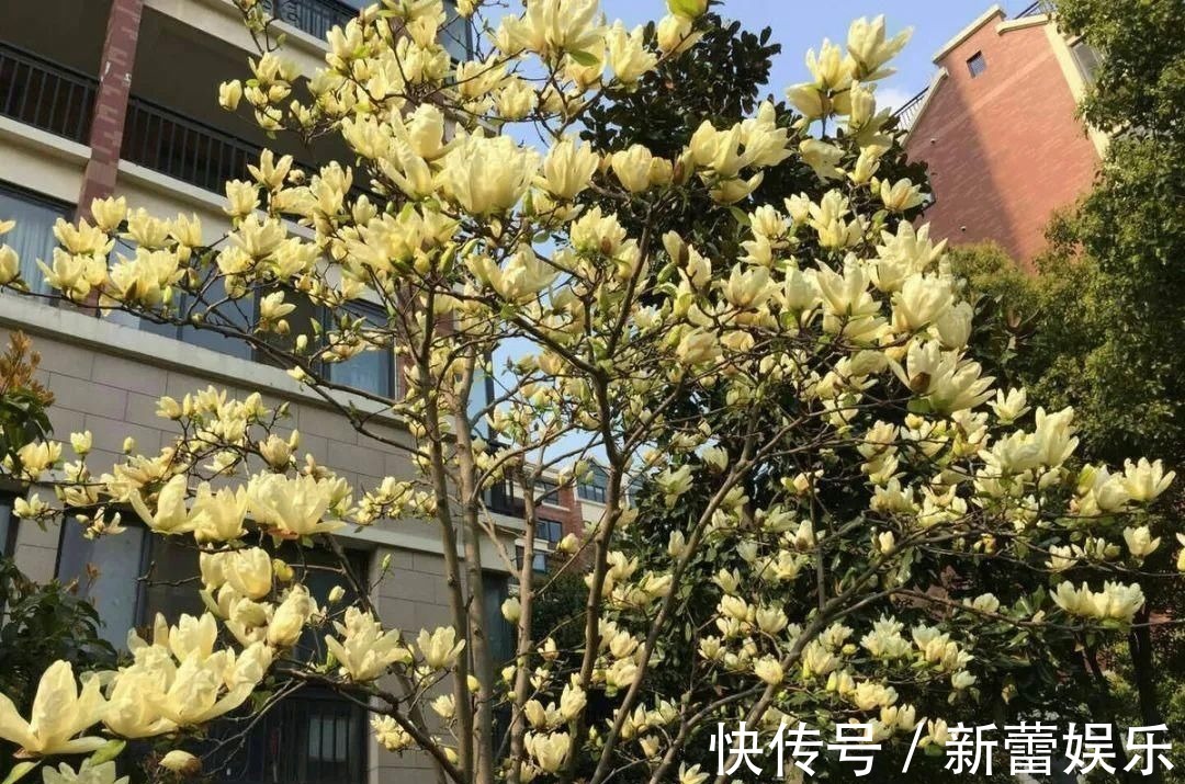 玉兰|家门口种棵“吉祥花”,满树都开花,还有“镇宅”好兆头