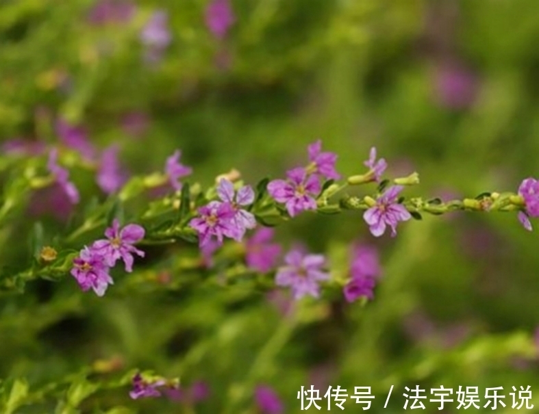 值得女人依赖的三生肖，从不觉得别人好，对妻子十分慷慨