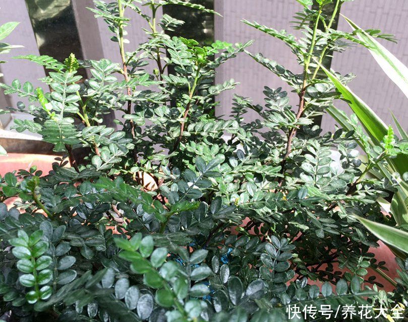 废油|厨余垃圾处理好，变废为宝成花肥，好用还省钱