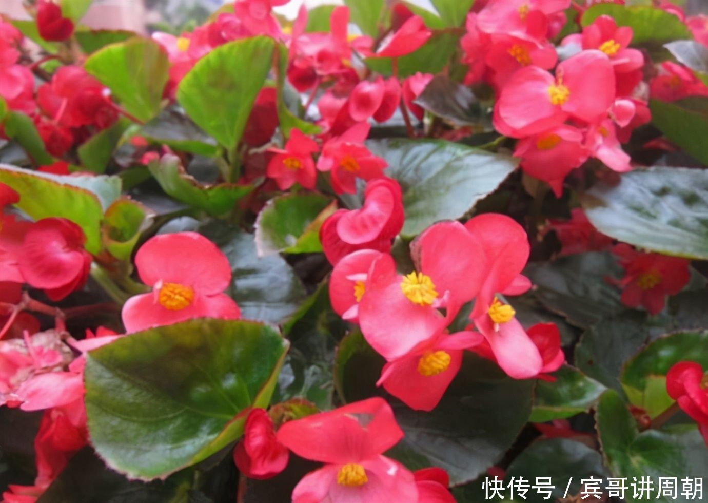 365天都在开花，2种花卉，开花能力强，一开开一年