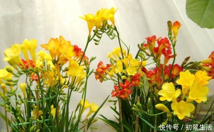 枯萎|6种花只需种一盆，就能年年开花，想养死都难，而且越长越多