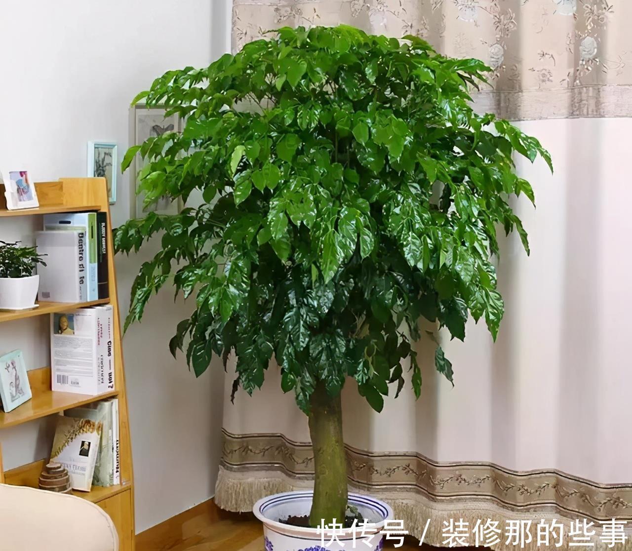 吉祥|适合家里养的“健康花”,干净健康,还吉祥,格调高雅有品味