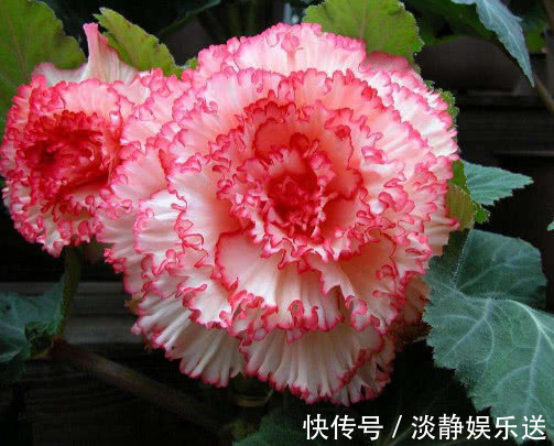 妙招|球根海棠怎么养更漂亮教你3个小妙招，养出最美的球根海棠