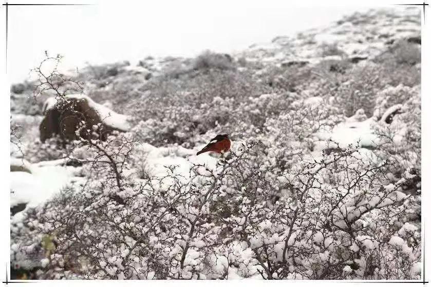 冬雪|一场冬雪，飞白作画，染了山水，美了岩画