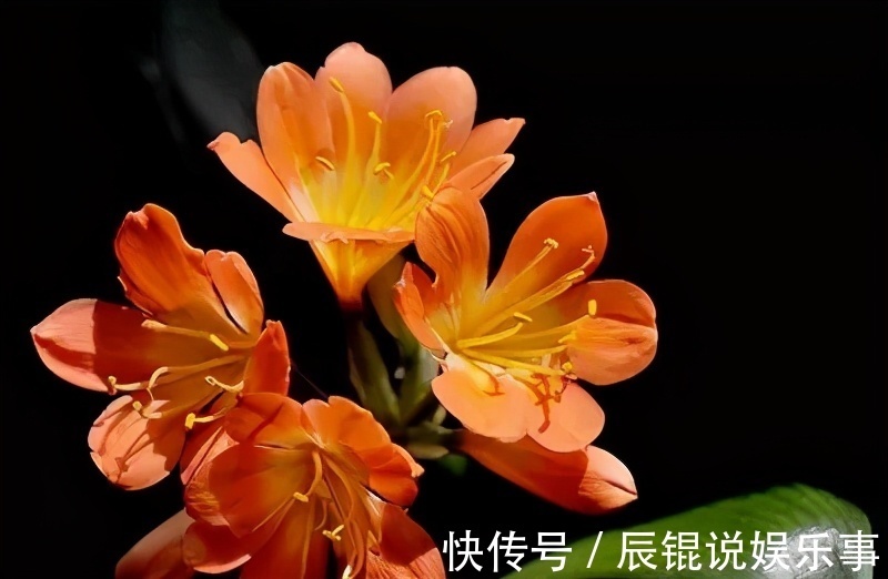 4年不开花的君子兰，没花一分钱，我让它开花了