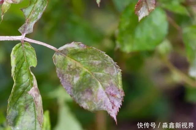 养花时很容易出现的6种病虫害,蚜虫、介壳虫和红蜘蛛都要可清除
