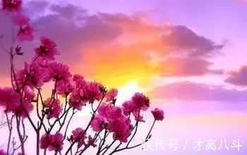 赵明诚!与苏轼老死不相往来的李清照,专门写词暗怼苏轼,成一首千古名作