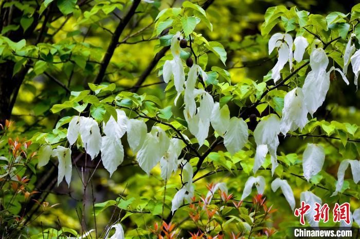 湖北神农架：珙桐花开如白鸽翩飞