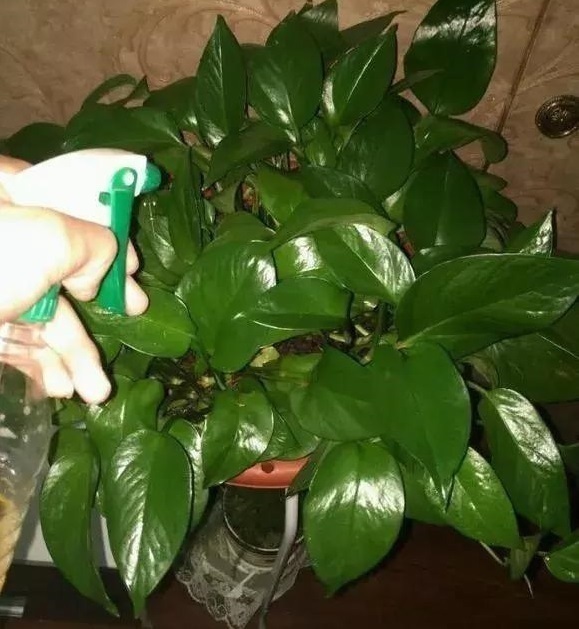 黄豆|绿萝的最爱,家家都有,2周喂一点,叶子油绿翠亮,新叶巴掌大