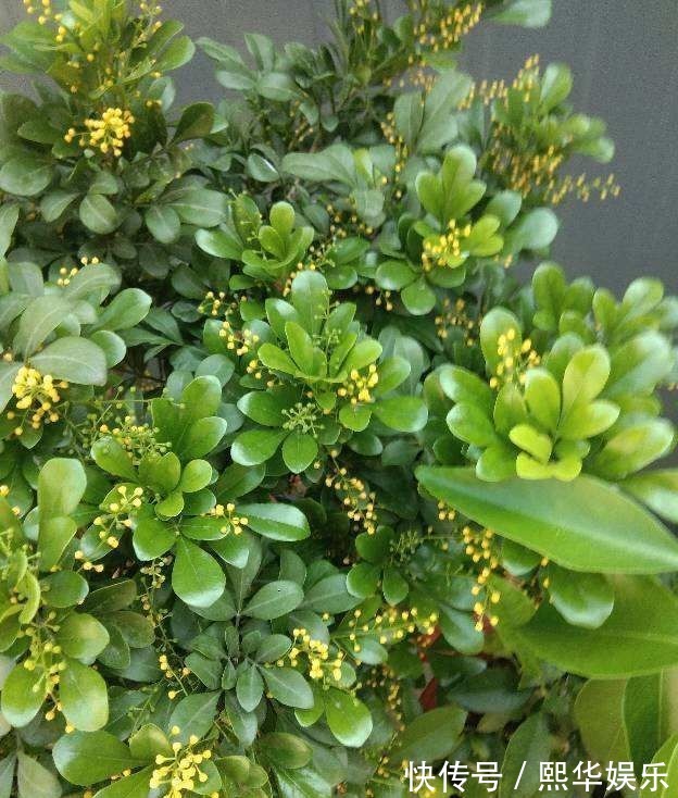 5种四季开花的植物,养一盆在家里,四季有花看