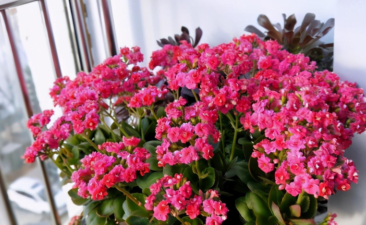 喷洒|怎么用“催花神器”磷酸二氢钾?