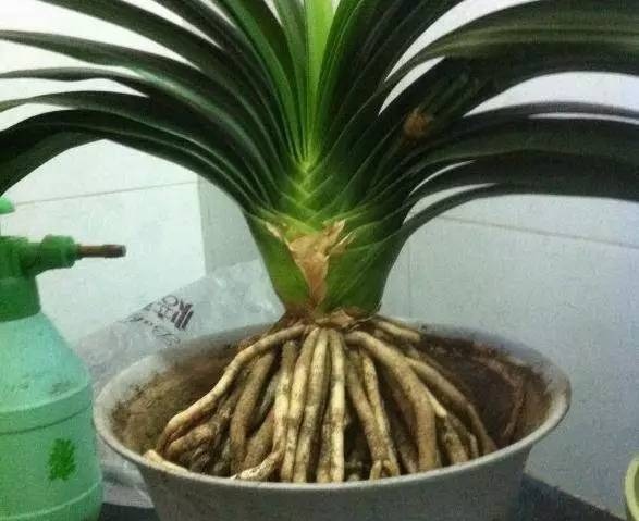 爷爷养花,出门捡点它,热水煮一煮“垫盆底”,花卉长得根粗叶绿