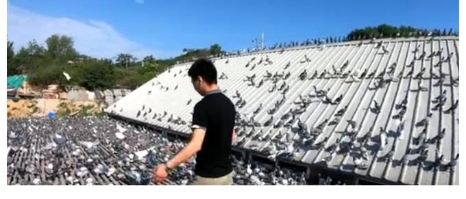 幕后花絮|咕咕咕，看鸽子视角下的建党百年庆祝大会幕后花絮！