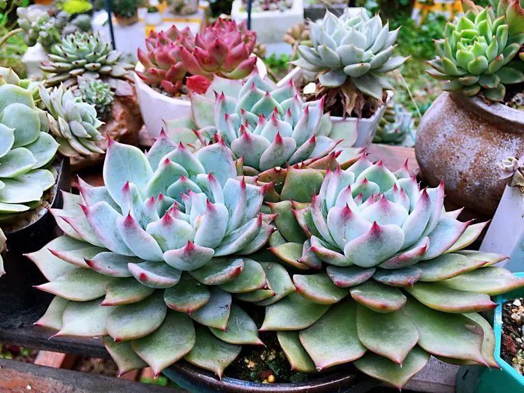 养多肉会上瘾，3年养了500多盆，既美化了环境又愉悦了心境！