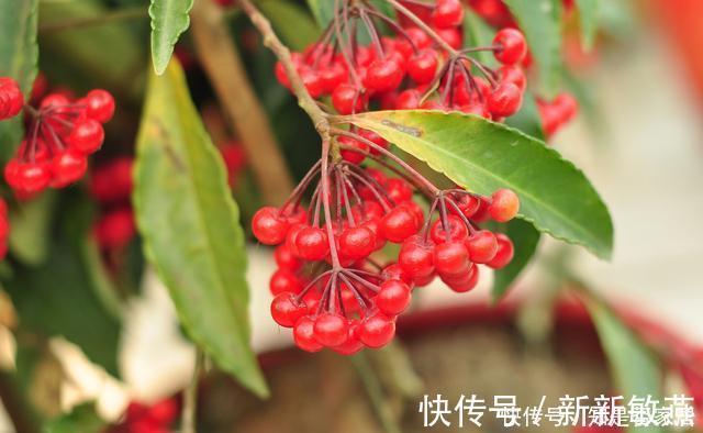 腊月不可错过的5种富贵花,随便养一盆,富贵上门来