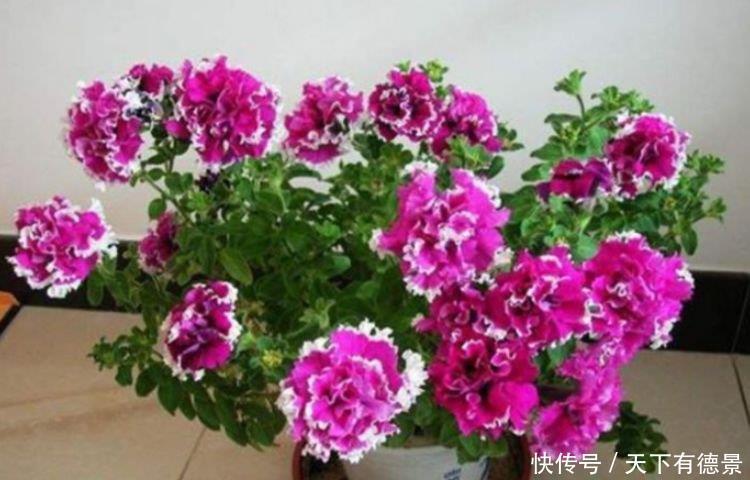 4种花养家里，福旺运旺财更旺，来年花开满园，香飘10层楼