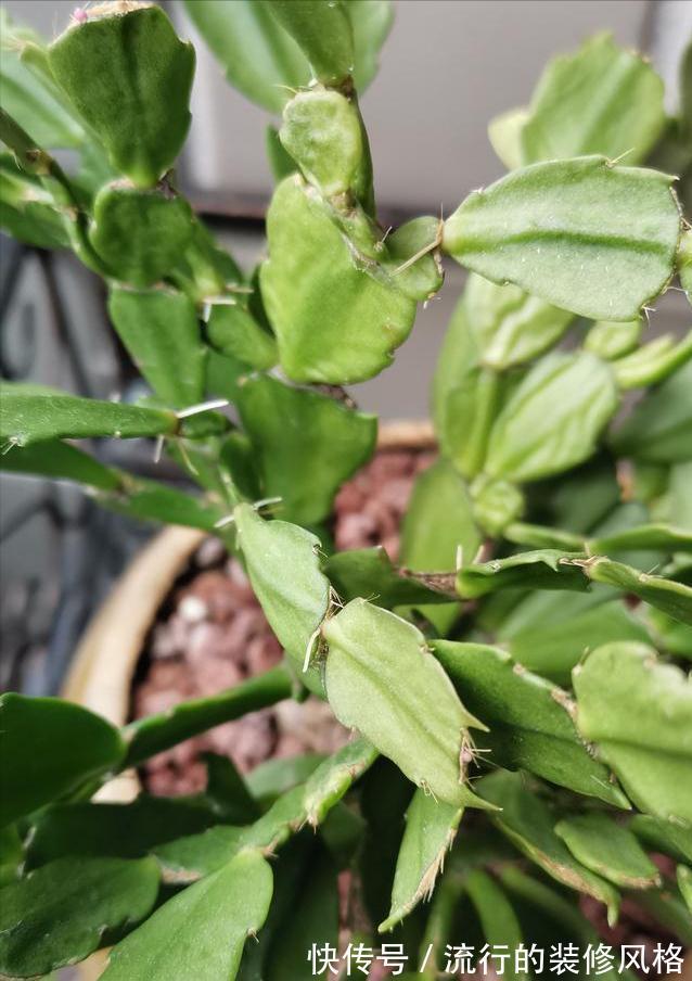 养这“10种花”,经常喷喷水,越长越旺“越精神”