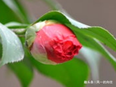 家养山茶花总是难开花学会这三个小技巧，轻松花开爆满盆