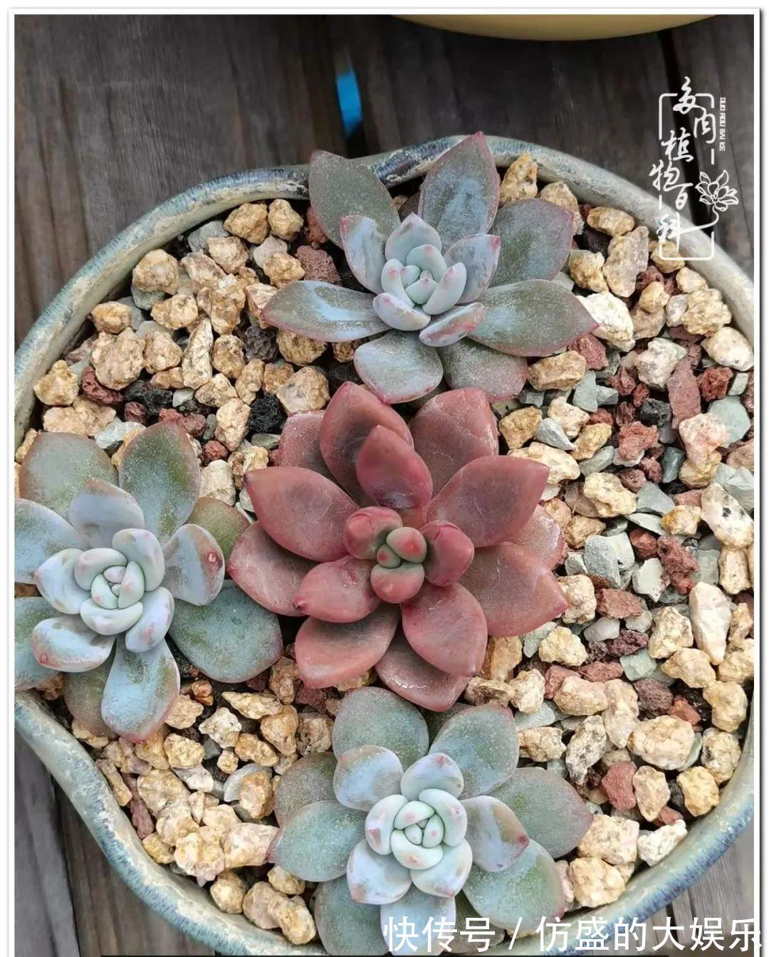 养多肉,慢慢来,我们一起沉淀再绽放!