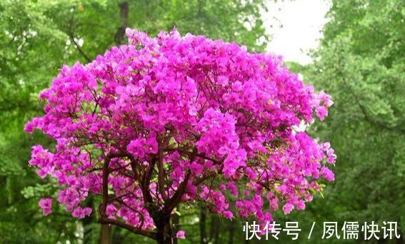 三角梅叶子“掉光牙”,4个方法“大拯救”,冒出新芽全是花