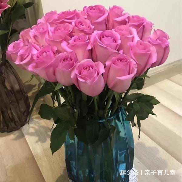 喜欢菊花,一定要养盆“玫瑰精品”苏醒玫瑰,碧叶红花,流光溢彩