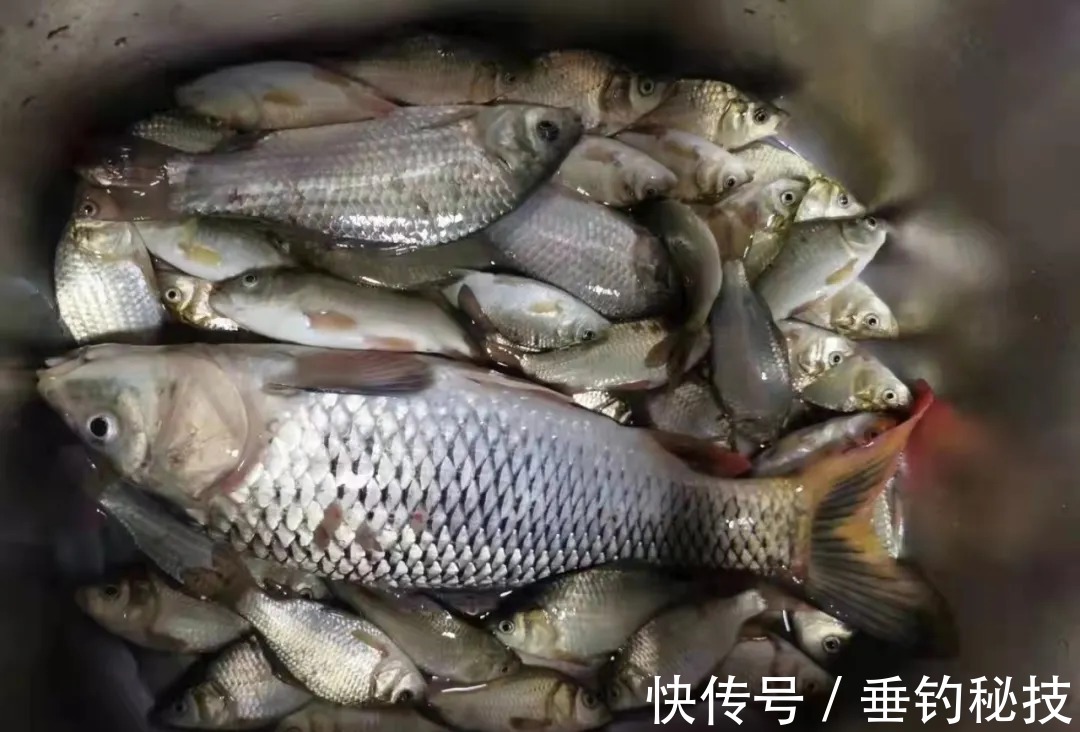 学会竿、线、钩的组合,浮漂信号翻倍放大,冬季也抓轻口鱼!