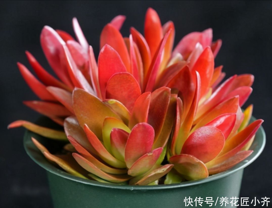 仙人球|多肉度夏难？选这4个品种，夏季不休眠，不需要控水，不容易黑腐