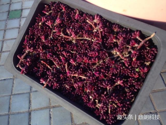 这几种多肉非常适合懒人养,一点都不用操心,还长得非常好