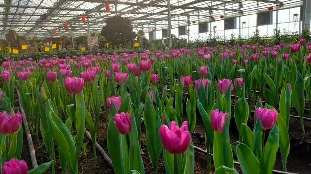 又一打卡地!快来长春农博园赏美景、购好物