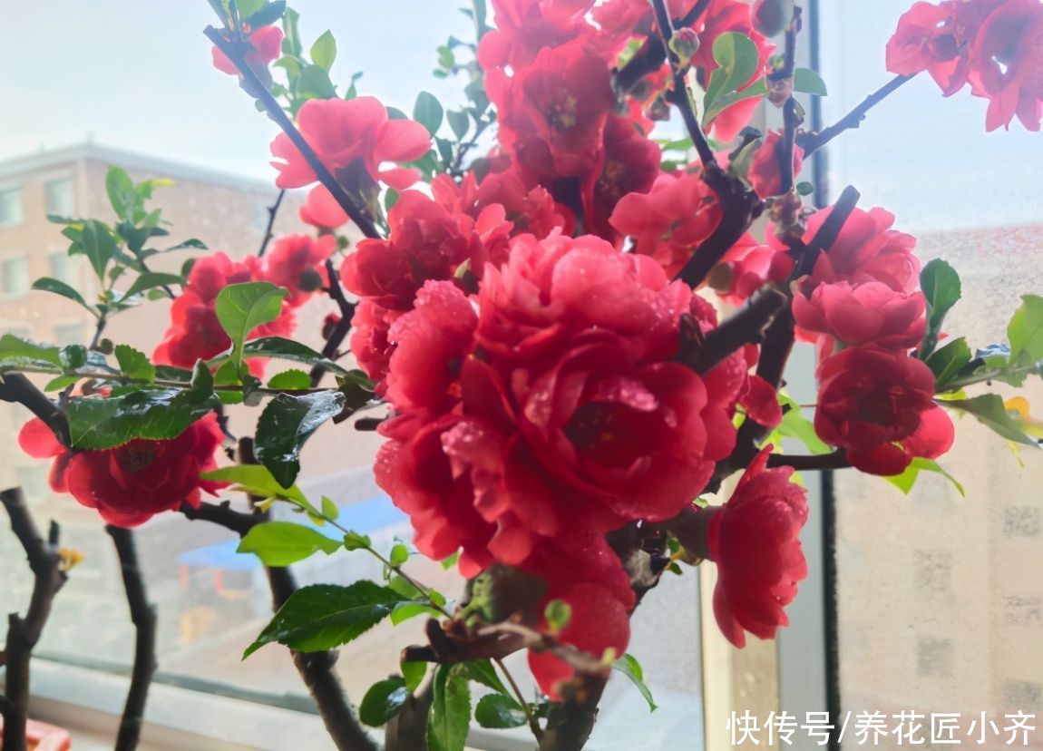 叶片|室内养木本海棠，对它要“狠心”，掌握技巧，才能年年开花