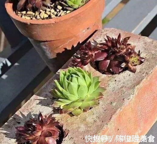 漂亮|这些破烂不要扔,做成“小花盆”,个性又漂亮,比买的强“百倍”!