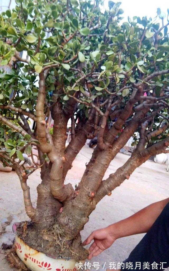 1种盆栽的“传家宝”,养得越久越值钱,个个成老桩