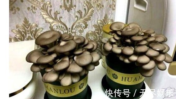 为主料|大叔阳台盆栽“蘑菇”,1盆变10盆,3天吃一茬,够全家吃!
