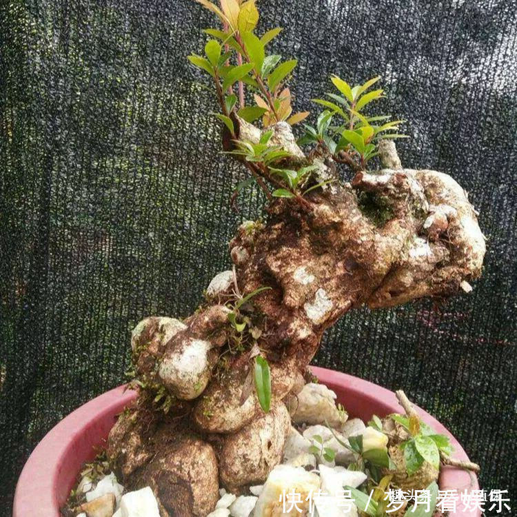 石萝卜|农村一种植物,人称“叶上花”,盆栽很漂亮,跌打损伤,胃疼可用